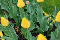 TULIPANY
