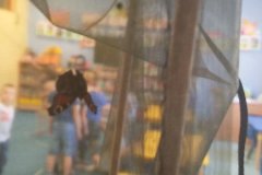 Hodowla motyli - wychodowanie i wypuszczenie motyli na wolność 
