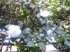 sam_1421