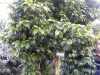 sam_1428