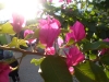 sam_1436