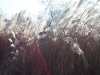 sam_1439